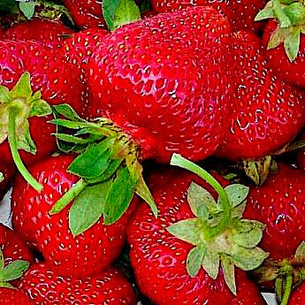 Клубника Фестивальная ромашка