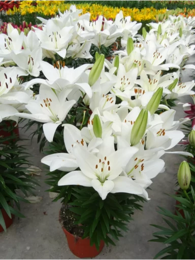 Лилия ТАЙНИ КРИСТАЛЛ