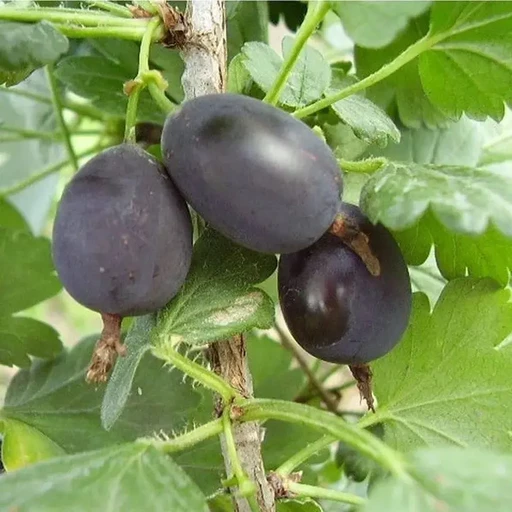 Крыжовник Черномор ОКС