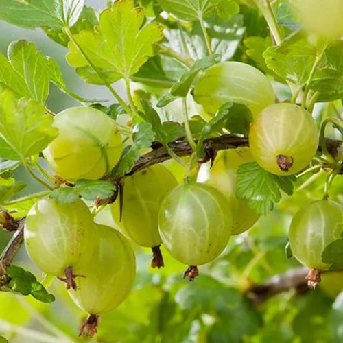 Крыжовник Хинномаки зелёный