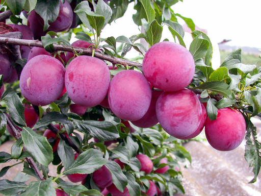 Алыча Комета