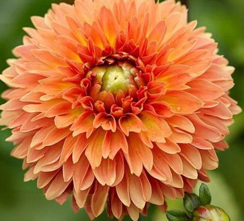 Георгина ФОР КУИНС Георгина ФОР КУИНС