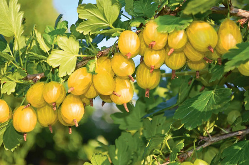 Крыжовник Куршу Дзинтарс