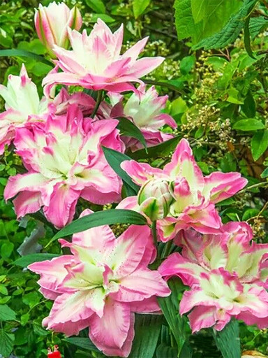 Лилия ЛАККИ ЭНДЖЕЛ