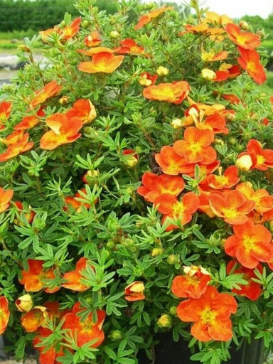 Лапчатка Хоплейс Оранж Р9