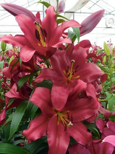 Лилия ЛАСТИНГ ЛОВ