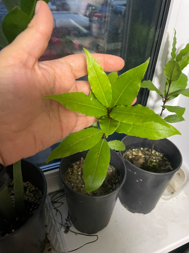 Лавр Благородный комнатный Лавр Благородный комнатный