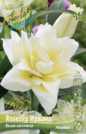 Лилия ROSELILY ИРВАНА OR - Восточные гибриды, махровые