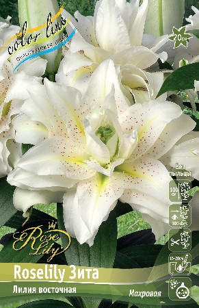 Лилия ROSELILY ЗИТА OR - Восточные гибриды, махровые