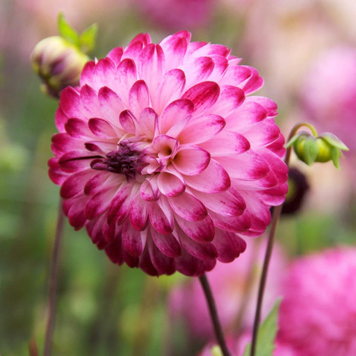 Георгина ЛИТТЛ РОБЕРТ Георгина ЛИТТЛ РОБЕРТ