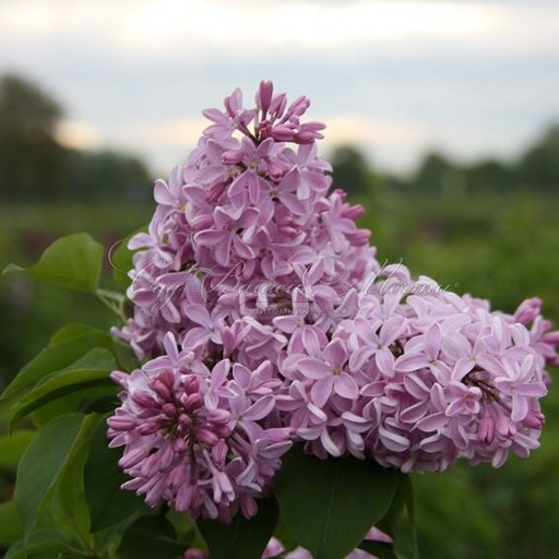 Сирень Бюффон геоцинт C3 Сирень Бюффон геоцинт C3