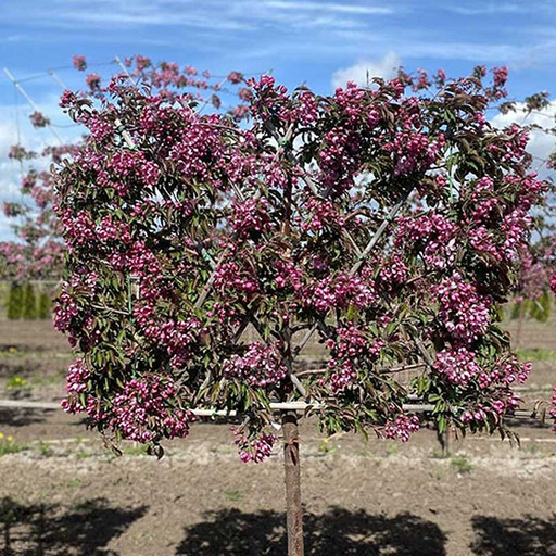 Яблоня Декоративная Маковецкого Яблоня Декоративная Маковецкого
