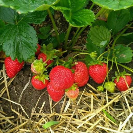 Клубника Мальга