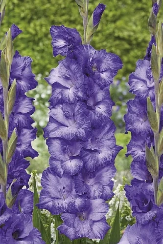 Гладиолус Маув Мьюс