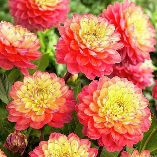 Георгина МЕЛОДИ АЛЛЕГРО Георгина МЕЛОДИ АЛЛЕГРО