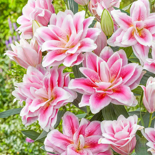 Лилия ROSELILY МИКАЭЛА