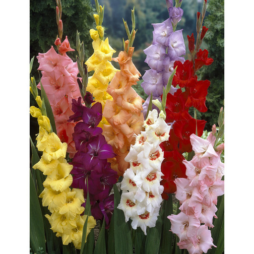 Гладиолус САЛЮТ, микс