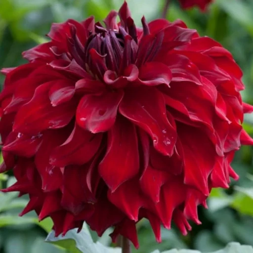 Георгина МИНГУС АЛЕКС Георгина МИНГУС АЛЕКС