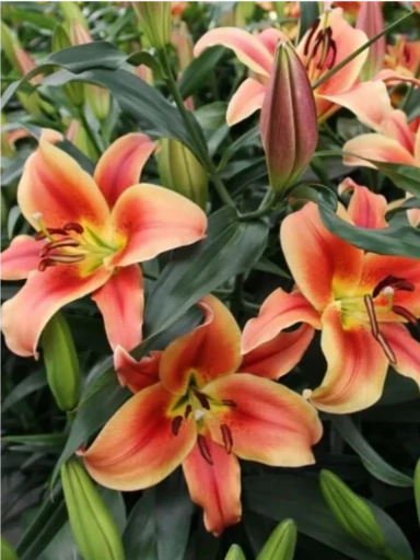 Лилия МОНТЕГО БЭЙ