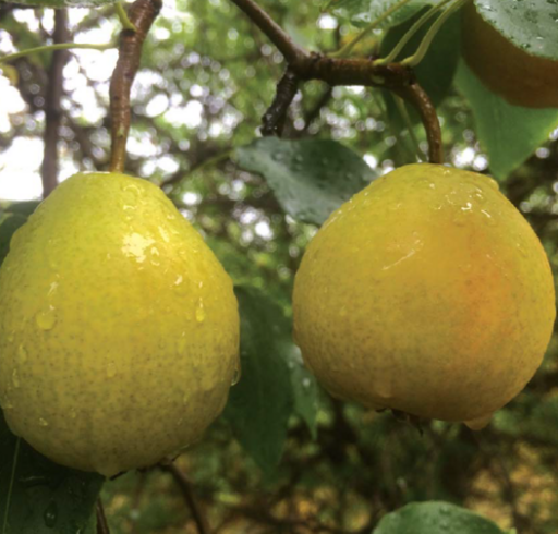 Груша Наслаждение