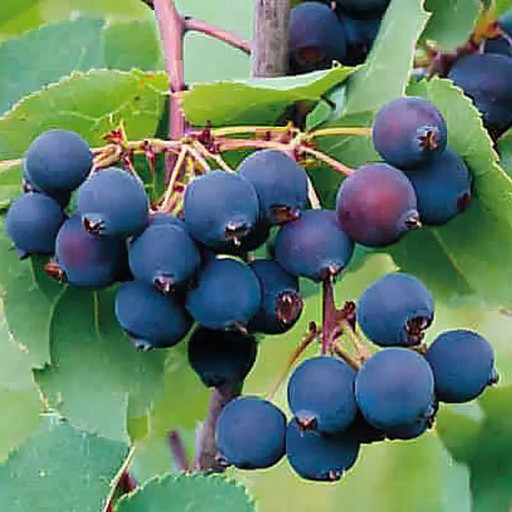 Ирга Нортлайн Ирга Нортлайн