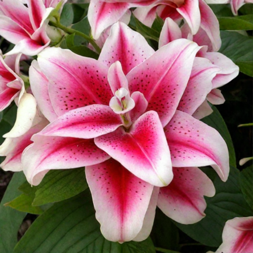 Лилия ROSELILY НОВА