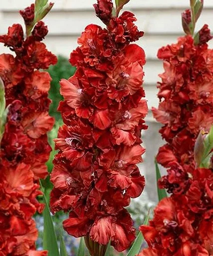 Гладиолус Омск