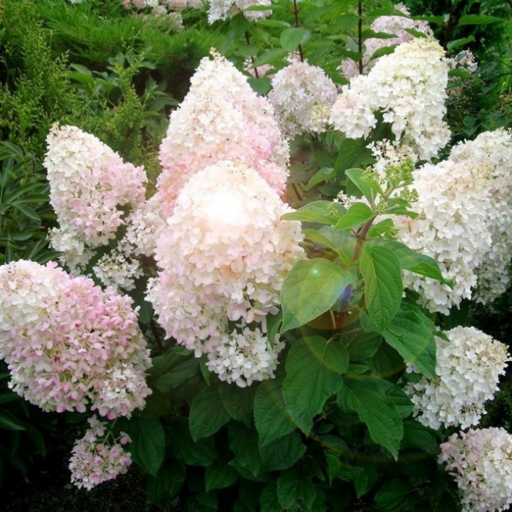 Гортензия Сильвер доллар C3