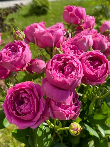 Роза Мисти Бабблс ОКС Роза Мисти Бабблс ОКС