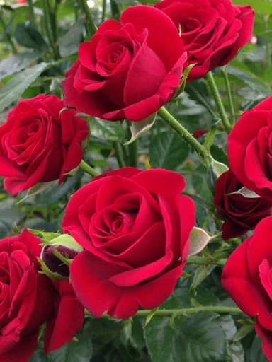 Роза Гранд Гала ОКС Роза Гранд Гала ОКС