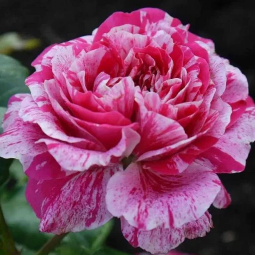 Роза Инес Састр ОКС Плетистая Роза Инес Састр ОКС Плетистая