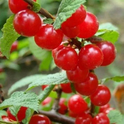 Войлочная вишня Красавица ОКС