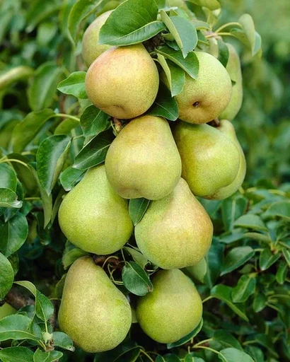 Груша Орловская Осенняя