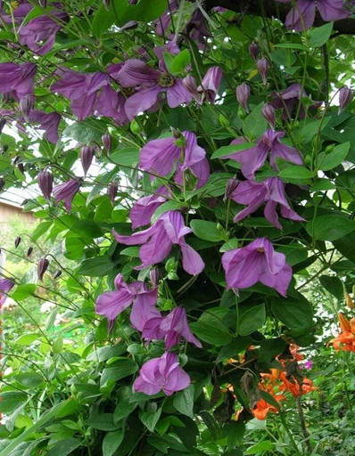 Клематис ПАМЯТЬ СЕРДЦА ОКС