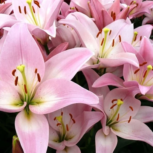 Лилия ПАРТИ ДИАМОНД