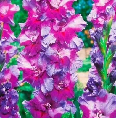 Гладиолус Печора