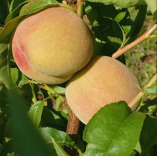 Персик Донской ранний