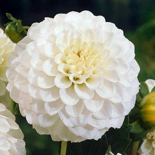 Георгина ПЕТРАЗ ВЕДДИНГ Георгина ПЕТРАЗ ВЕДДИНГ