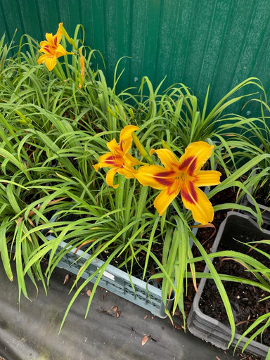 Лилейник буро-жёлтый Bonanza С1,5 Лилейник буро-жёлтый Bonanza С1,5