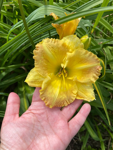 Лилейник жёлтый ОКС Лилейник жёлтый ОКС