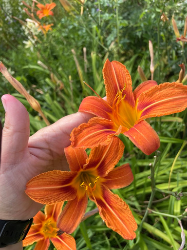 Лилейник оранжевый ОКС Лилейник оранжевый ОКС