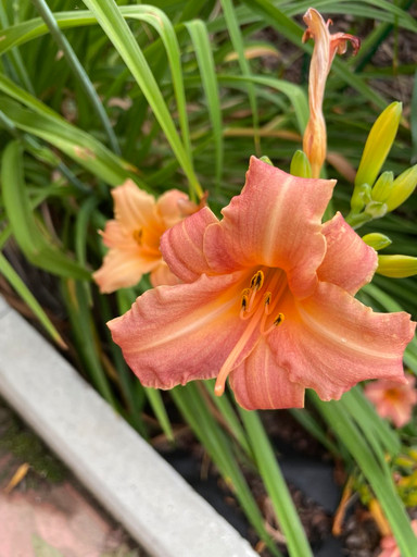 Лилейник Розовый ОКС Лилейник Розовый ОКС