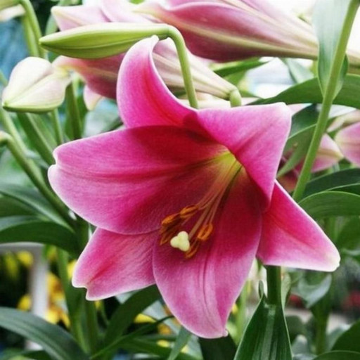 Лилия ПИНК ХЕВЕН