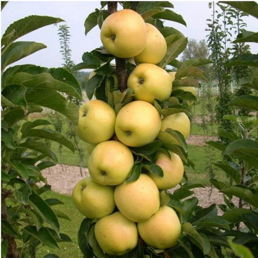 Яблоня колоновидная Золотой Початок