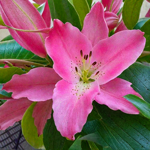 Лилия ПРАЙАНО