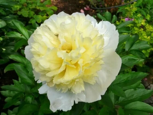 Пион ПРИМАВЕРА