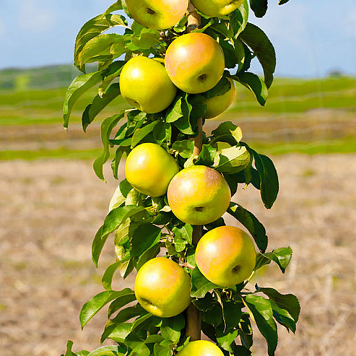 Яблоня колоновидная Президент