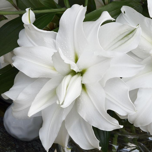 Лилия ROSELILY РАМОНА