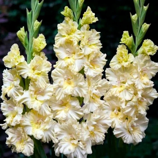 Гладиолус Распутин