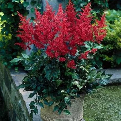 Астильба РЭД